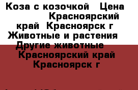 Коза с козочкой › Цена ­ 10 000 - Красноярский край, Красноярск г. Животные и растения » Другие животные   . Красноярский край,Красноярск г.